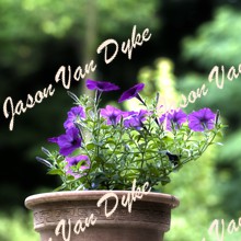 Flower Pot